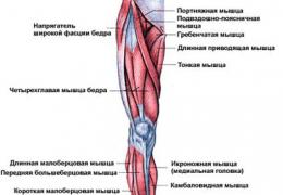 Упражнения для внутренней поверхности бедра: как накачать мышцы?