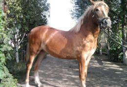 Старая фламандская лошадь Фламандская лошадь